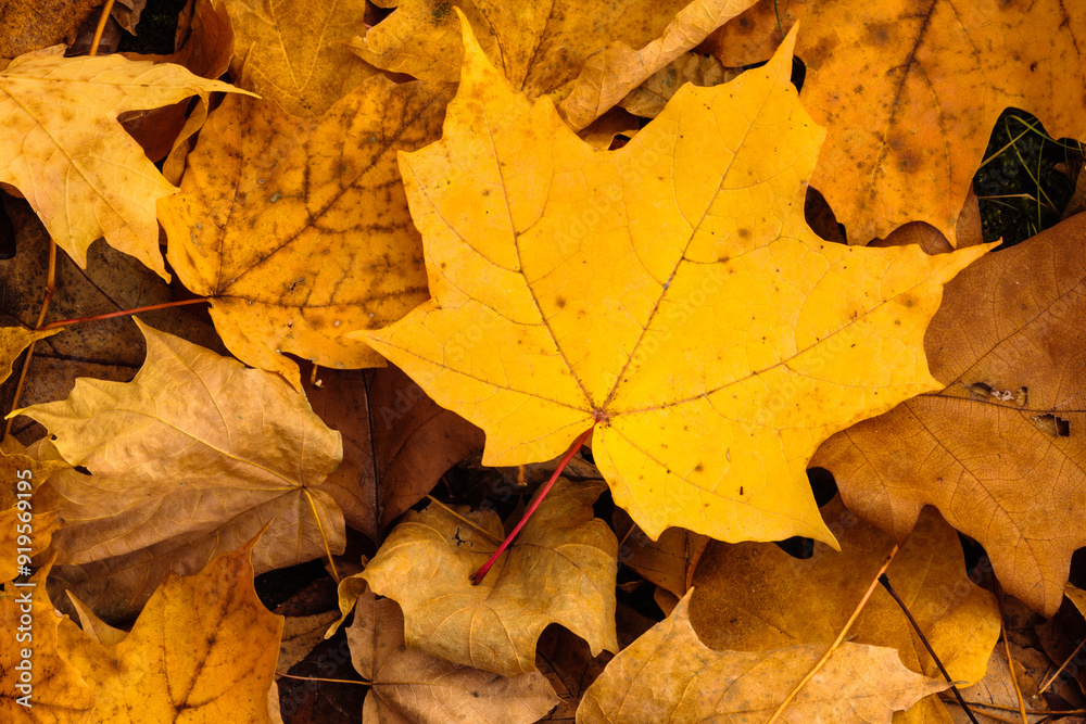 Yellow autumn maple leaf overlaps many others on the ground within Pike Lake Unit, Kettle Moraine State Forest, Hartford, Wisconsin in late October Yellow autumn maple leaf overlaps many others on the ground within Pike Lake Unit, Kettle Moraine State Forest, Hartford, Wisconsin in late October