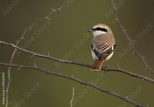 Closeup of a Red-tailed Shrike perched on acacia tree, Bahrain photo