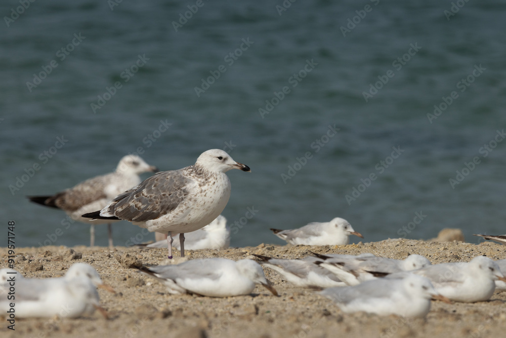Lesser Black-backed Gull in the mid of slender-billed gulls at Busaiteen coast, Bahrain