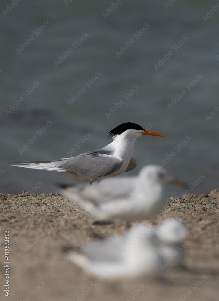 Selective focus on Lesser Crested Tern with slender-billed gulls at the foreground at Busaiteen coast, Bahrain Selective focus on Lesser Crested Tern with slender-billed gulls at the foreground at Busaiteen coast, Bahrain