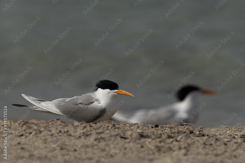 Lesser Crested Tern perched on the ground at Busaiteen coast, Bahrain Lesser Crested Tern perched on the ground at Busaiteen coast, Bahrain