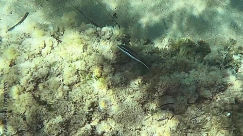 Fish (coris julis) moving underwater photo