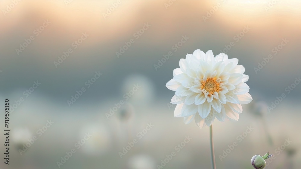 Delicate White Flower Blooming in a Soft-Focused Meadow at Dusk Delicate White Flower Blooming in a Soft-Focused Meadow at Dusk