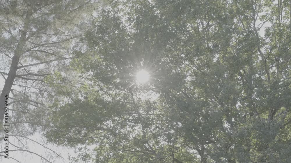 Soleil derrière un arbre en log