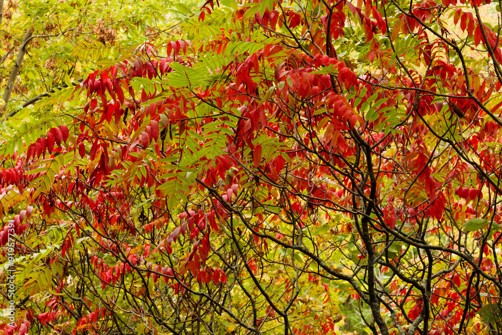 Sumac changing colors in late September within the Pike Lake Unit, Kettle Moraine State Forest, Hartford, Wisconsin Sumac changing colors in late September within the Pike Lake Unit, Kettle Moraine State Forest, Hartford, Wisconsin
