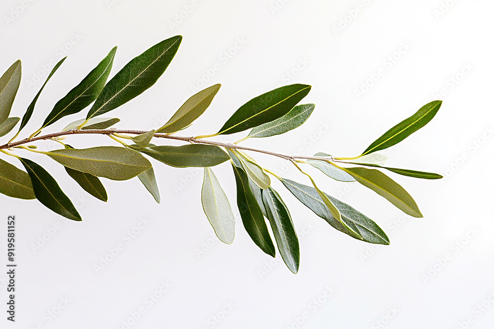 Obraz premium Olive tree branch with leaves isolated on a white background