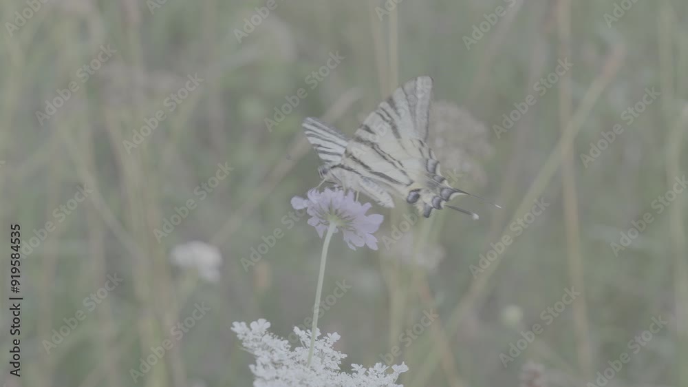 Papillon et fleurs en log