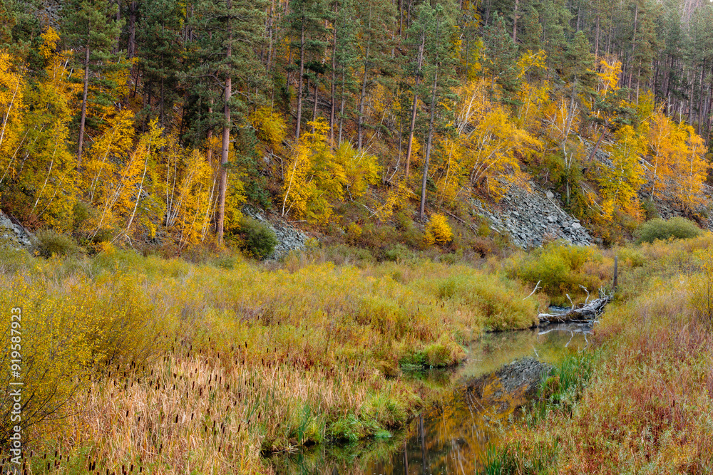 Fototapeta premium A small river runs through the changing colors of the hillside near Sheridan Lake National Forest recreation area within the Black Hills, South Dakota in late September