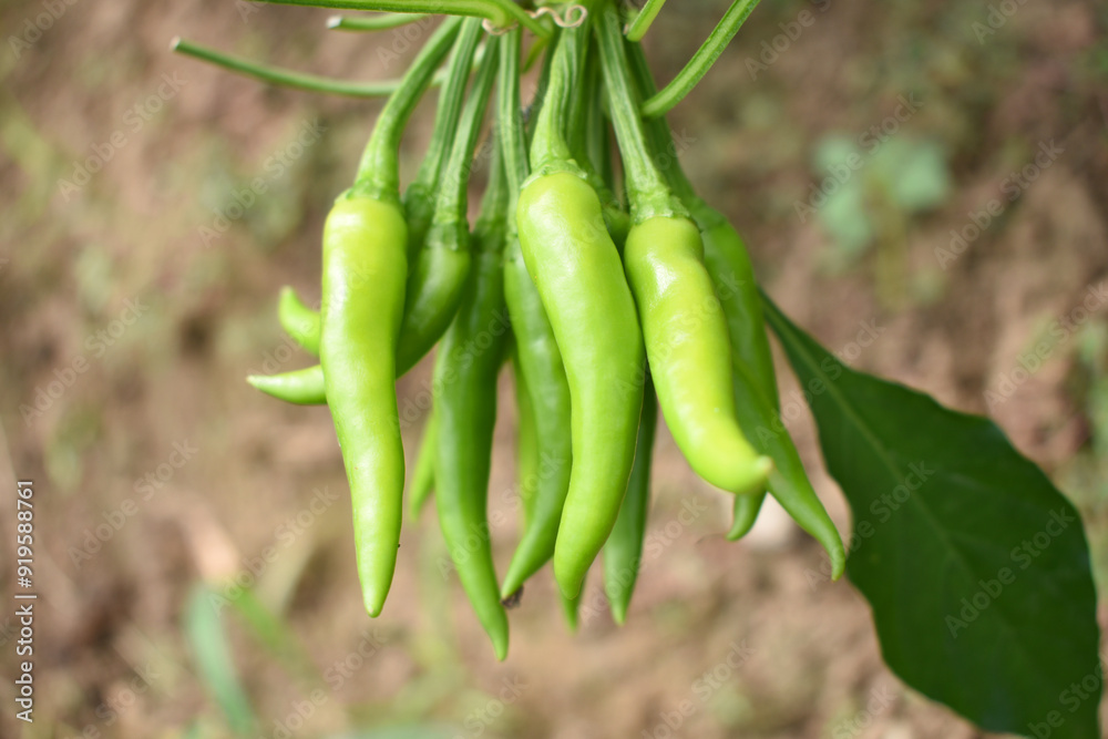 bunch of green chilies on plant, Chili pepper fruit on plant in organic garden agriculture farm, Chilies grow in farm, Green chili plants with leaves, fresh green pepper, green Chili Closeup bunch of green chilies on plant, Chili pepper fruit on plant in organic garden agriculture farm, Chilies grow in farm, Green chili plants with leaves, fresh green pepper, green Chili Closeup
