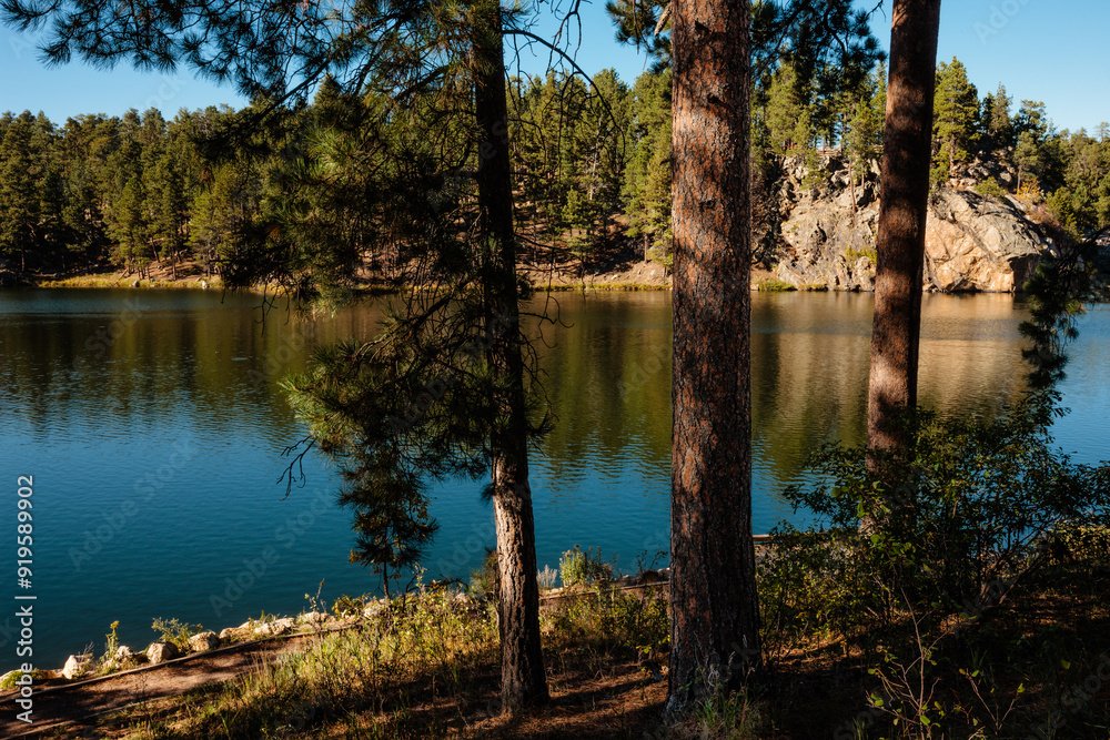Looking through the pines along the shoreline of Horsethief Lake, Black Hills, South Dakota Looking through the pines along the shoreline of Horsethief Lake, Black Hills, South Dakota