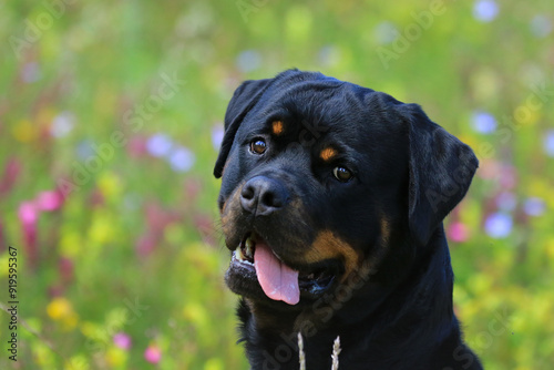 Rottweiler Hund mit hängender Zunge vor Blumenwiese