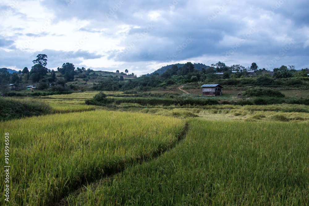 TREK FROM KALAW TO INLE LAKE, MYANMAR (BURMA) - NOVEMBER 7-9, 2016: Tourists walk 3 days from Kalaw to Inle Lake seeing the landscapes of Myanmar. TREK FROM KALAW TO INLE LAKE, MYANMAR (BURMA) - NOVEMBER 7-9, 2016: Tourists walk 3 days from Kalaw to Inle Lake seeing the landscapes of Myanmar.