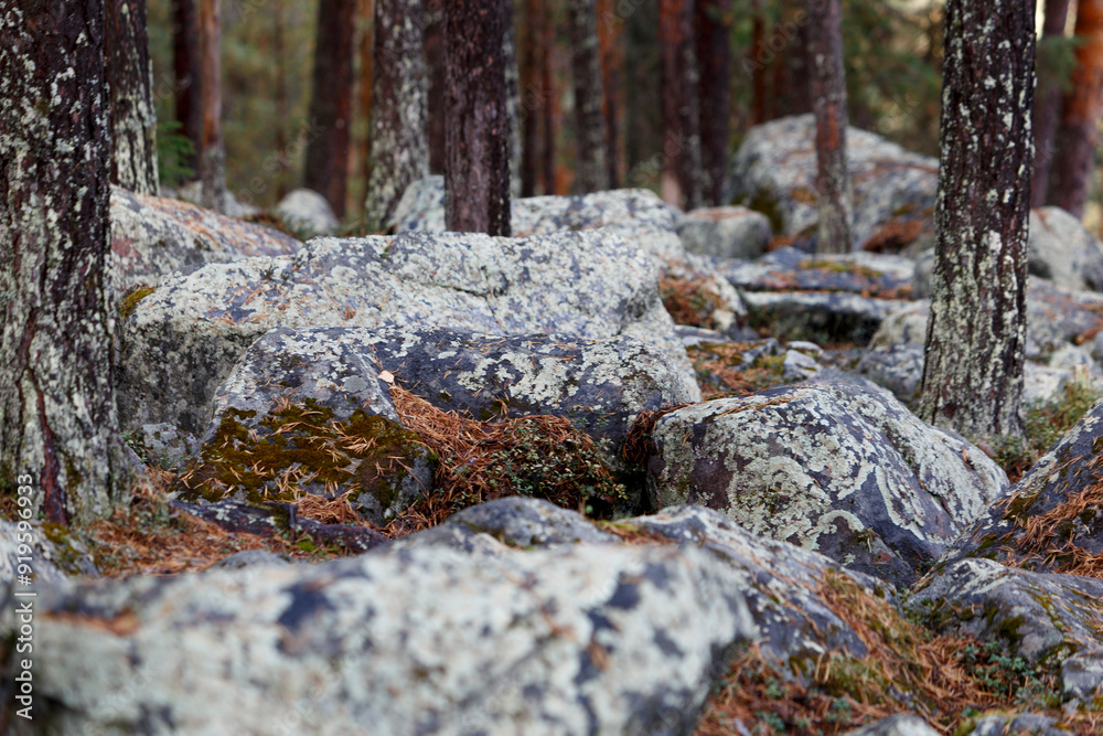 white moss white moss