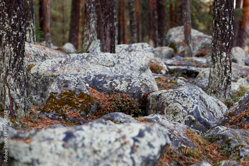 white moss