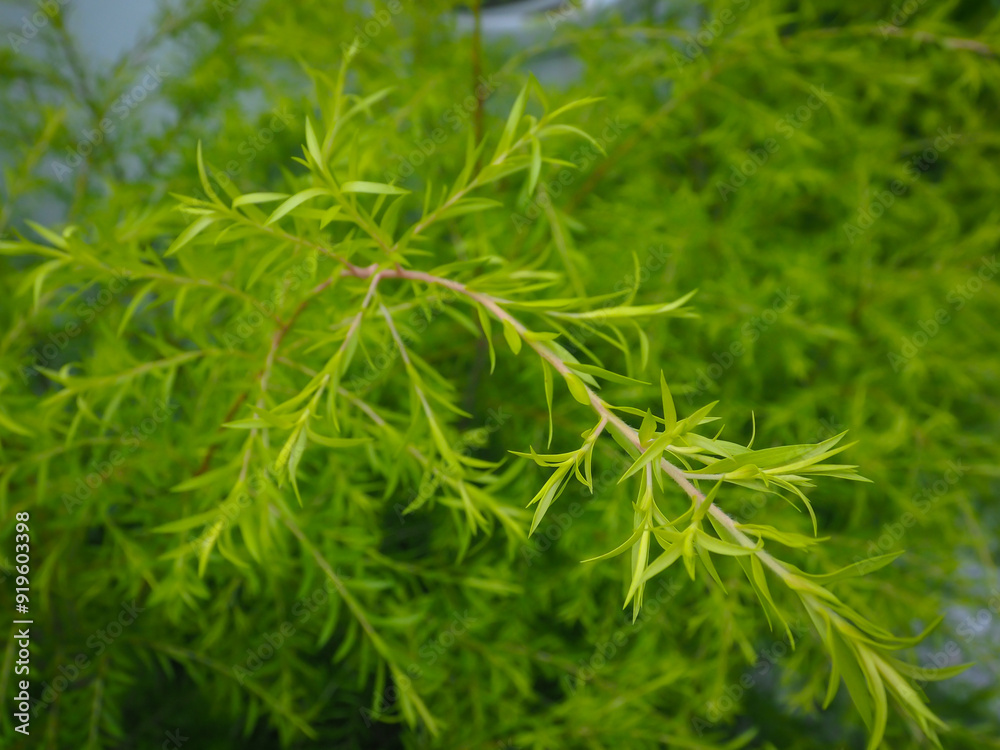 Green bushes in the garden close up soft focus for relaxing nature background