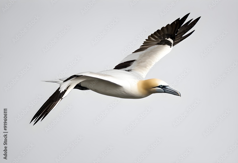 Obraz premium A view of a Gannet in flight