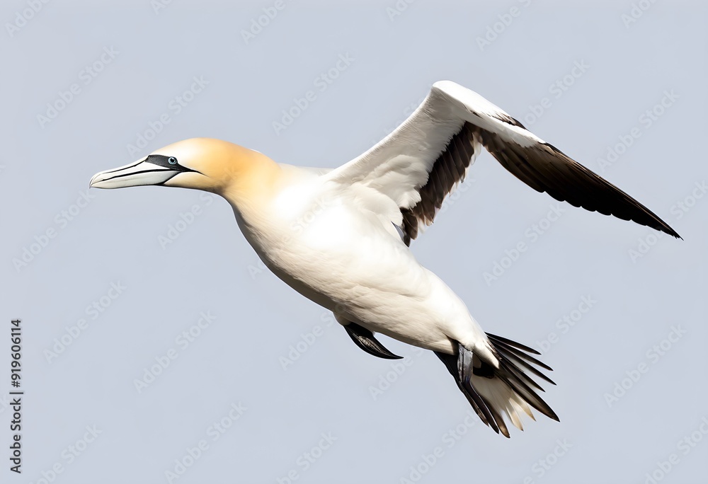 Obraz premium A view of a Gannet in flight