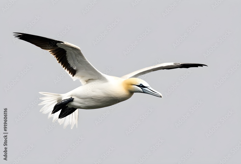 Fototapeta premium A view of a Gannet in flight