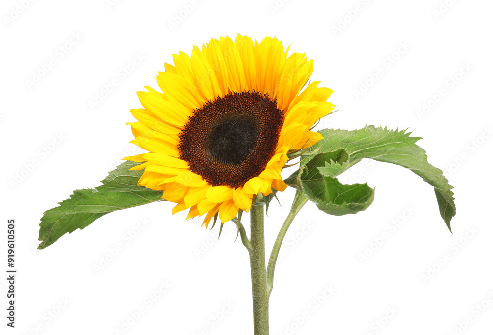 Obraz premium One beautiful sunflower with bright petals isolated on white