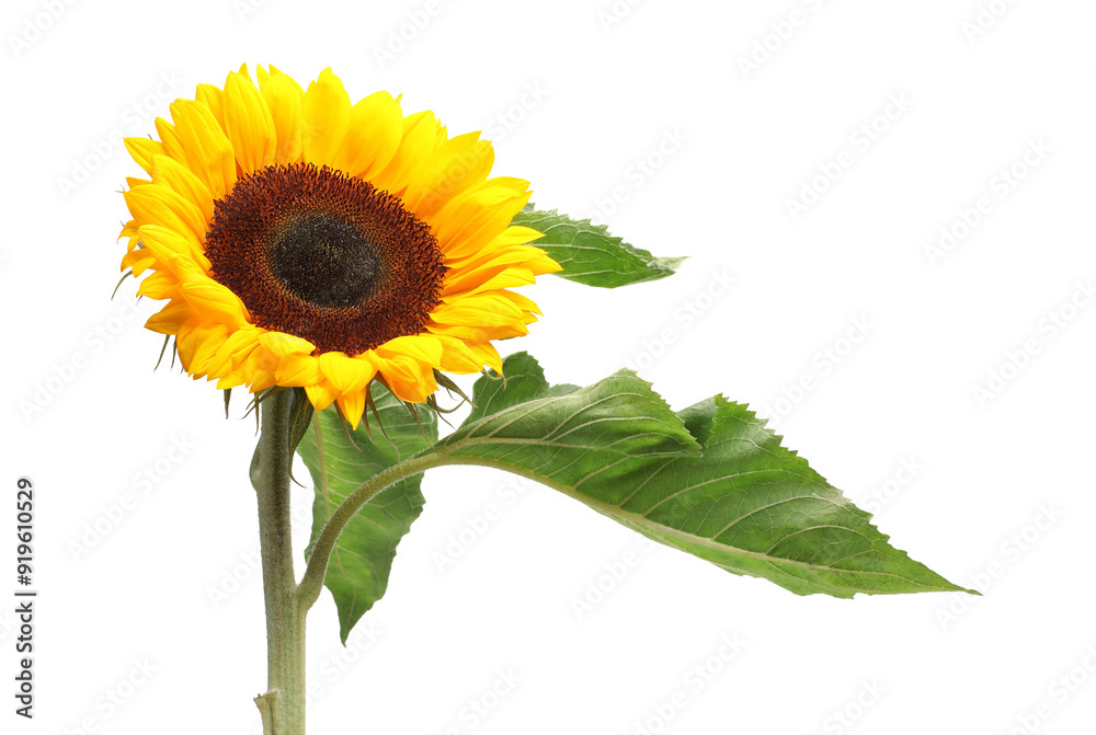 Obraz premium One beautiful sunflower with leaves isolated on white