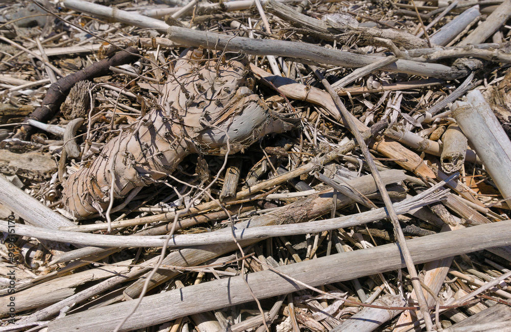 large amount of wooden debris left by the sea on the beach large amount of wooden debris left by the sea on the beach