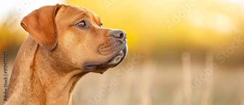  A tight shot of a canine's visage against a softly blurred backdrop of grass and trees