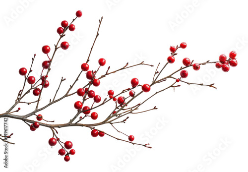 PNG  Christmas branch cherry plant fruit.