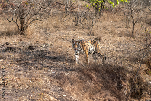 wild female bengal tiger or tigress or panthera tigris walking or territory stroll in dry forest and in hot humid summer season morning safari at bandhavgarh national park reserve madhya pradesh india photo