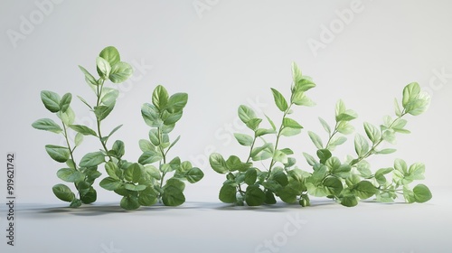 Lush green leaves on white background.