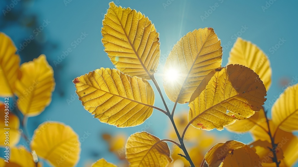 Sunlit autumn leaves against a clear blue sky, showcasing the beauty of nature during the fall season with a warm and golden glow Sunlit autumn leaves against a clear blue sky, showcasing the beauty of nature during the fall season with a warm and golden glow