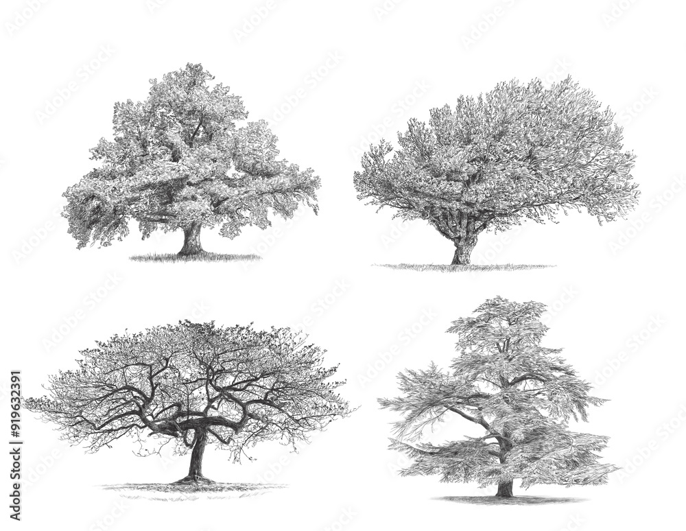 Fototapeta premium Cedar - Oak - Beech Tree