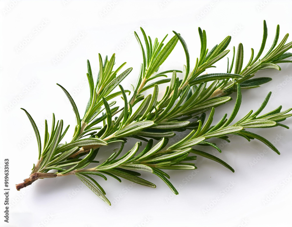 Fototapeta premium solitary rosemary branch