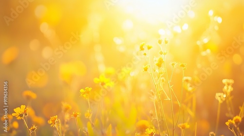 Golden Glow of Wildflowers