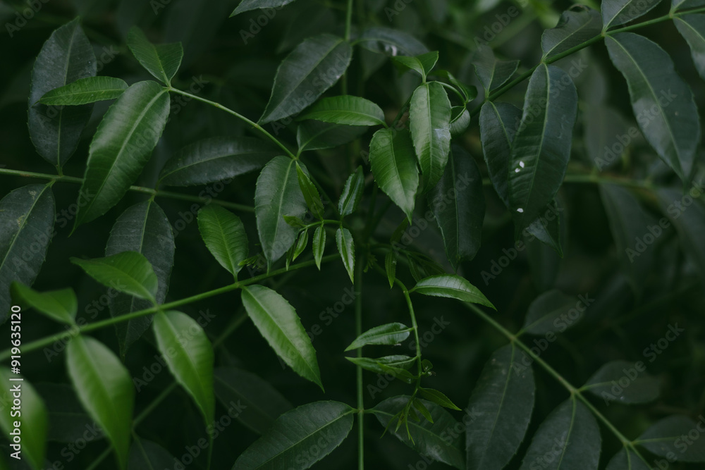 Wallpaper, background, green leaves real nature Wallpaper, background, green leaves real nature