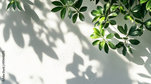 Shadow and light from tropical leaves cast on a white wall. Sunlight dapples the texture, creating a natural, shaded effect for a background wallpaper. 