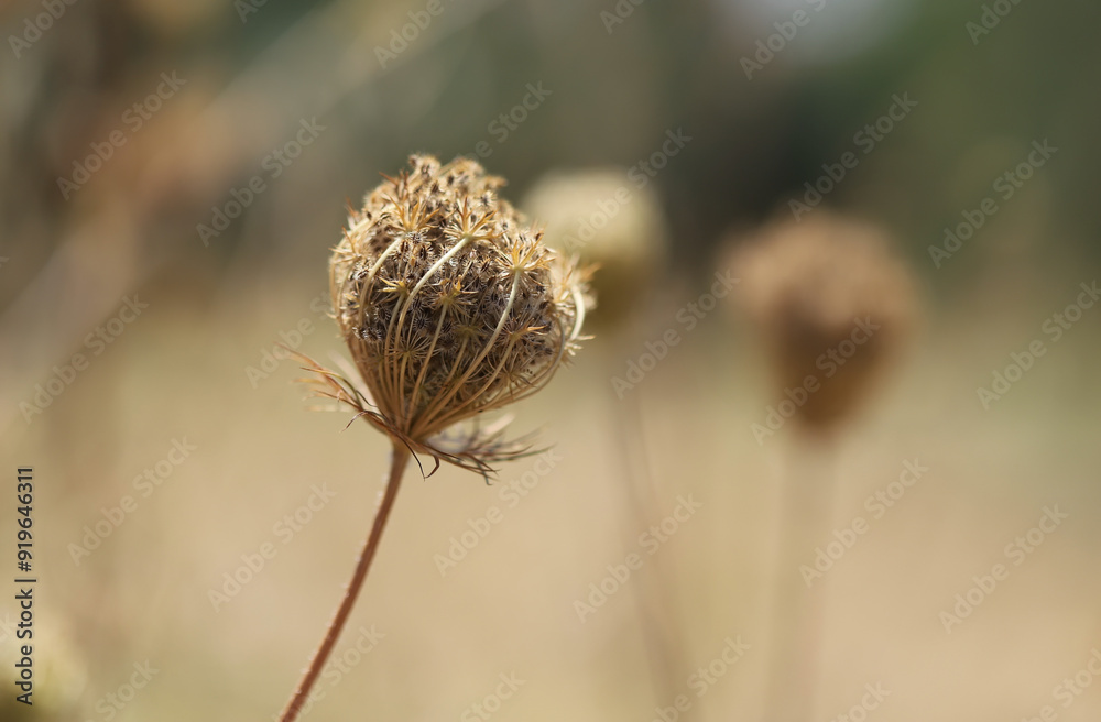 Close up of a flower, Carrot (Daucus carota) Close up of a flower, Carrot (Daucus carota)