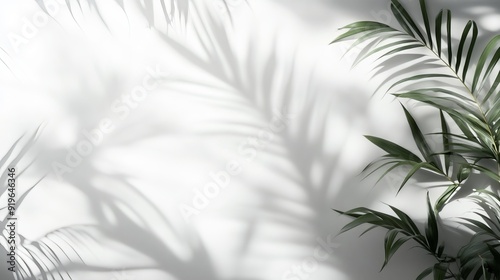Shadow and light from tropical leaves cast on a white wall. Sunlight dapples the texture, creating a natural, shaded effect for a background wallpaper. 