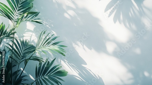 Shadow and light from tropical leaves cast on a white wall. Sunlight dapples the texture, creating a natural, shaded effect for a background wallpaper. 