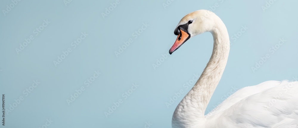 Fototapeta premium A close-up of a white swan with a long neck against a light blue background
