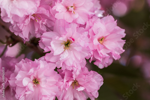 Pink spring sakura flower. Beautiful nature scene with a flowering tree. Spring flowers. Beautiful garden.