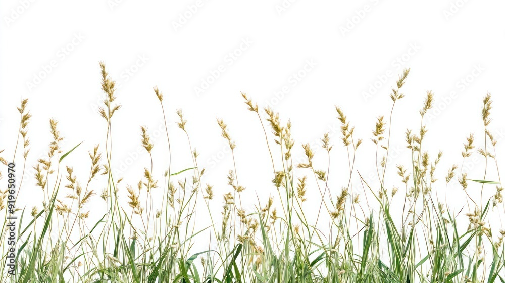 The image shows tall grass or wheat stalks against a white background, creating a simple and serene natural scene with a clean visual aesthetic. The image shows tall grass or wheat stalks against a white background, creating a simple and serene natural scene with a clean visual aesthetic.