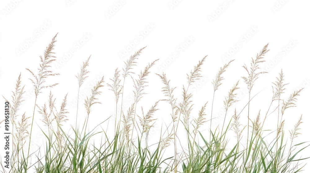 Obraz premium Several wispy grass stems with seed heads gently swaying, set against a clean white background, conveying a sense of simple elegance and natural tranquility.
