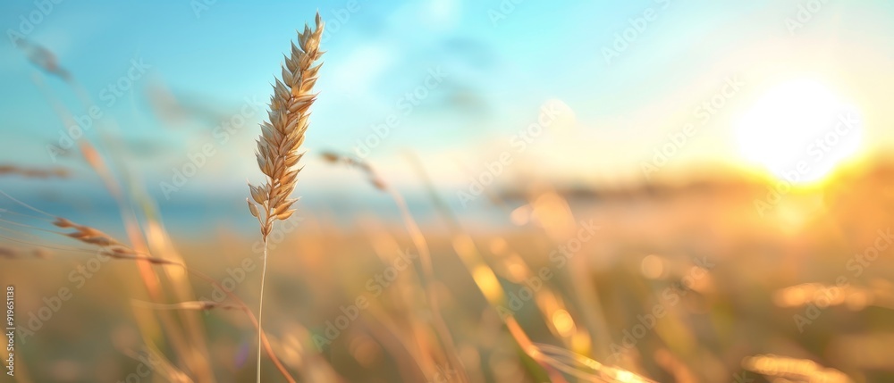 A tight shot of a plant in a field with the sun behind, and a body of water in the distance A tight shot of a plant in a field with the sun behind, and a body of water in the distance