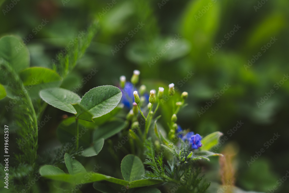 A plant with blue flowers in outdoor flower beds A plant with blue flowers in outdoor flower beds