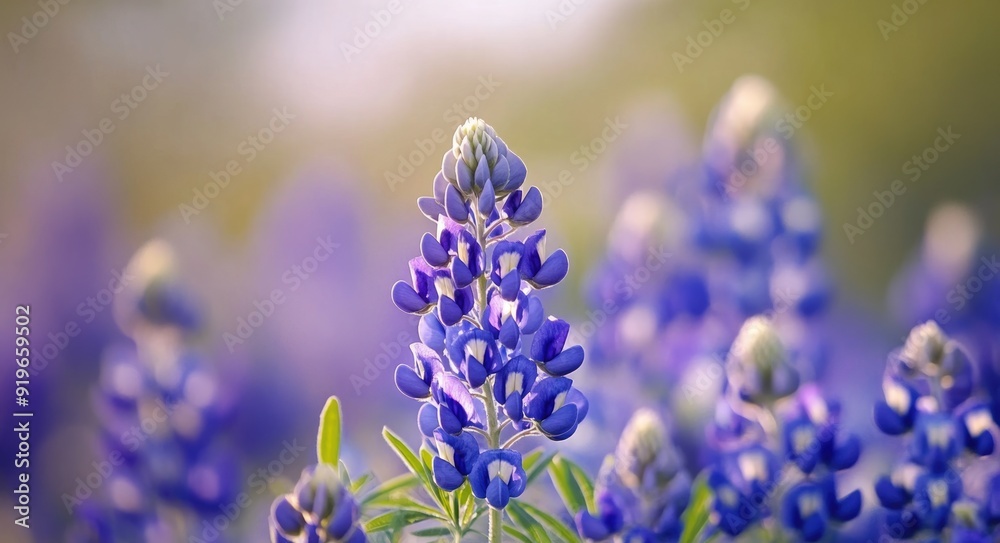 Texas Bluebonnets Closeup: Stunning Blue Wildflowers in Spring Field Texas Bluebonnets Closeup: Stunning Blue Wildflowers in Spring Field