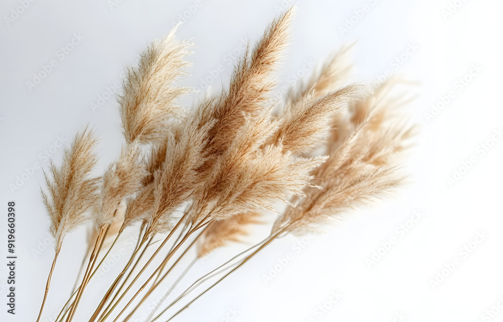 Dried Pampas Grass Bouquet in White Background