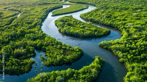 Aerial view of the river winding through mangrove swamps near the mouth of the river 