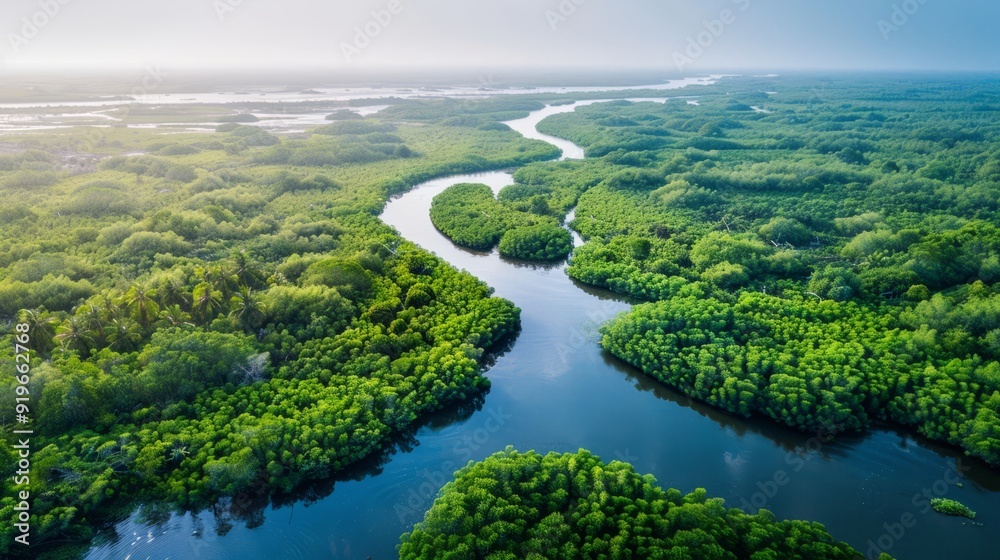 Fototapeta premium Aerial view of the river winding through mangrove swamps near the mouth of the river
