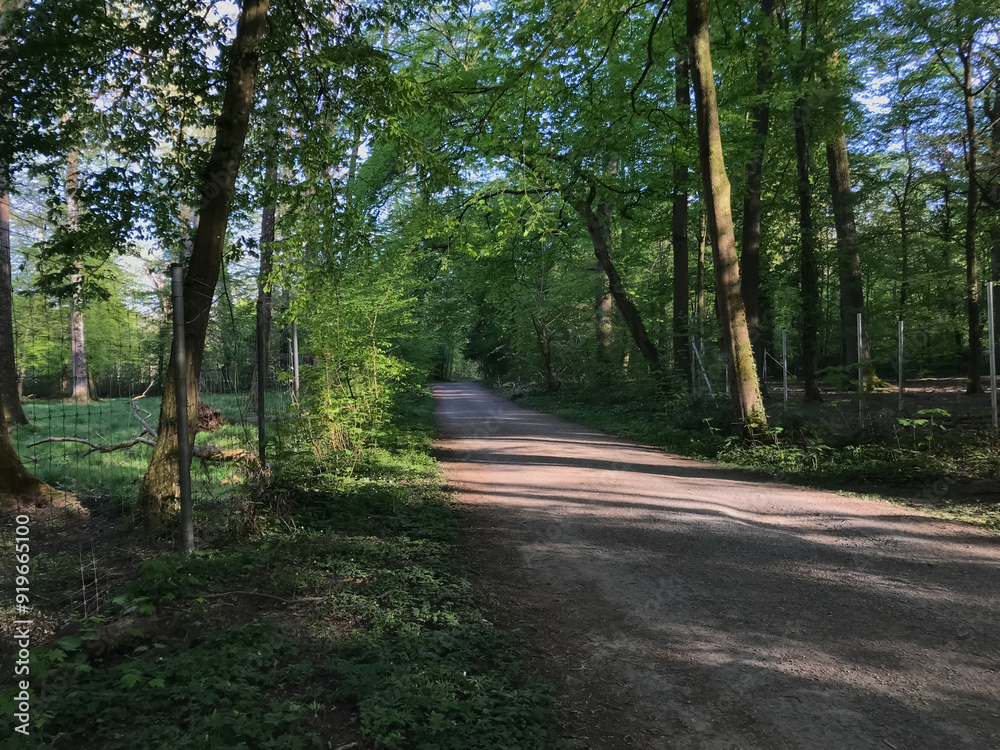 A dirt road in a forest with trees on either side A dirt road in a forest with trees on either side
