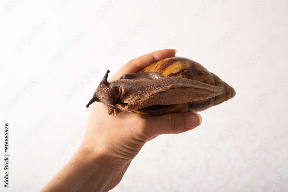Obraz premium Giant snail in human hand
